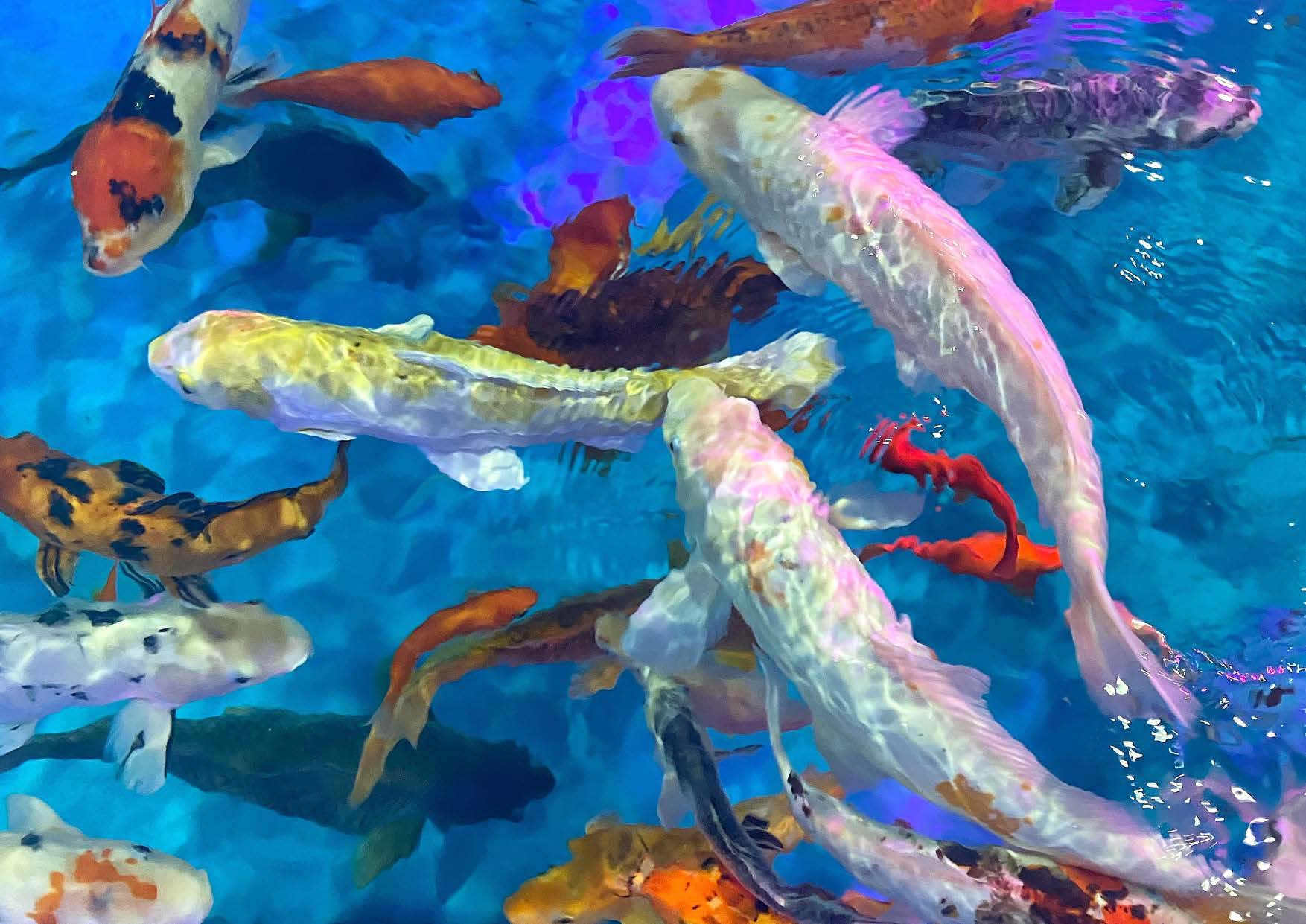 Swimming pool at Berkeley Square by Prestige One in Dubai